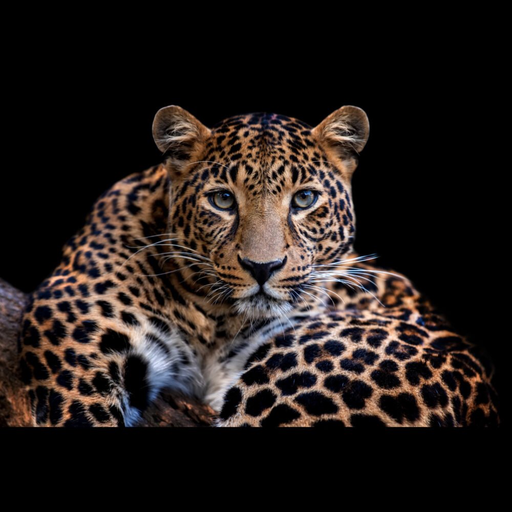 Adult leopard, Close up portrait