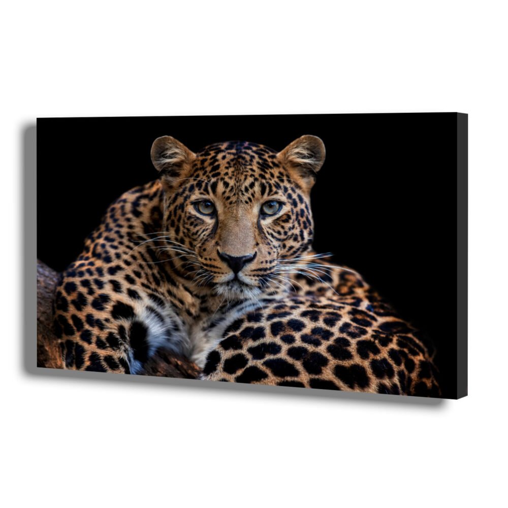 Adult leopard, Close up portrait on canvas