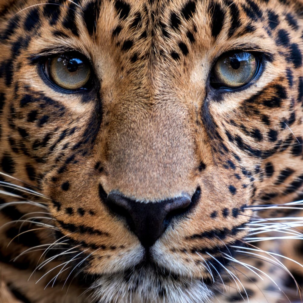 Adult leopard, Close up portrait eyes