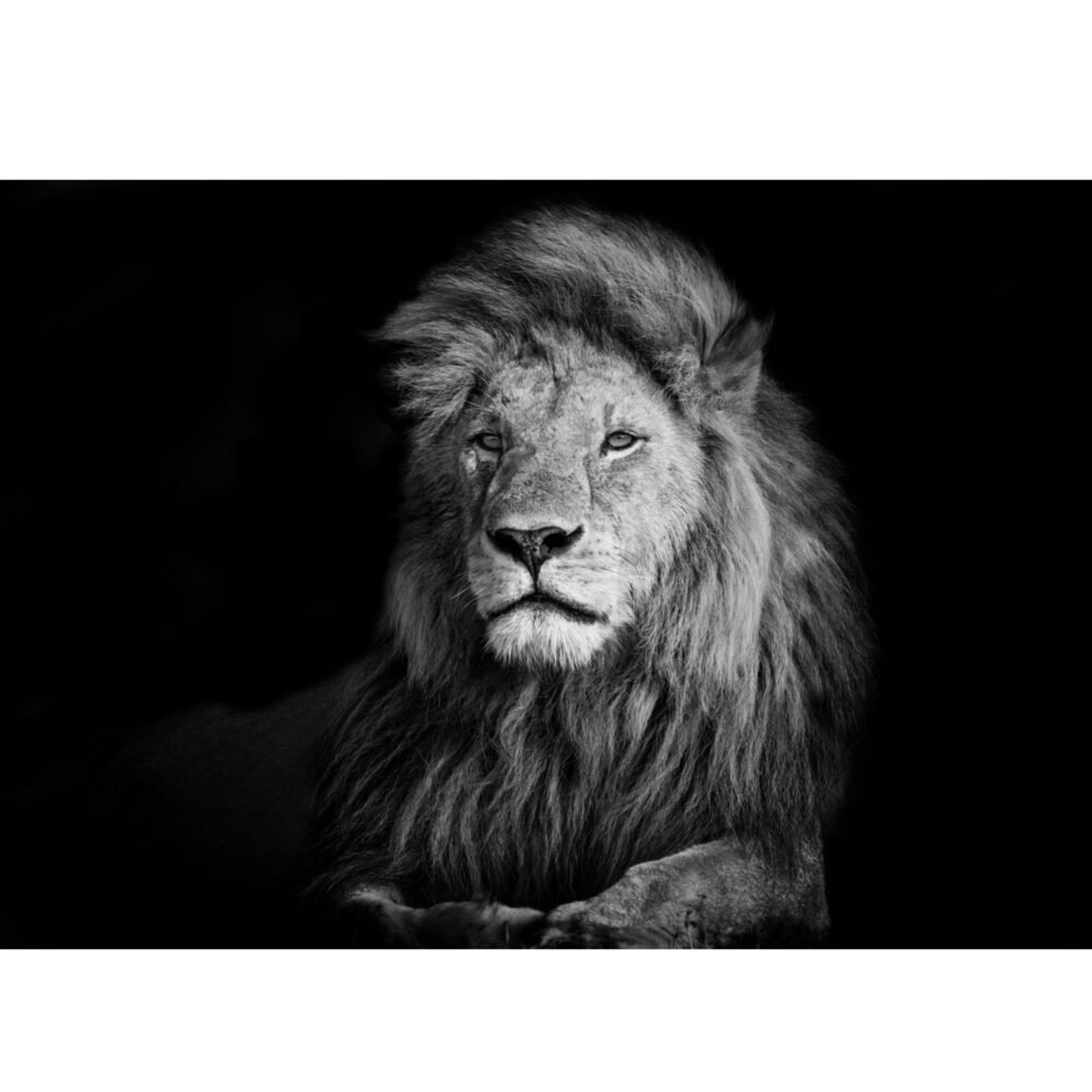 Kenyan savannah lion in black and white