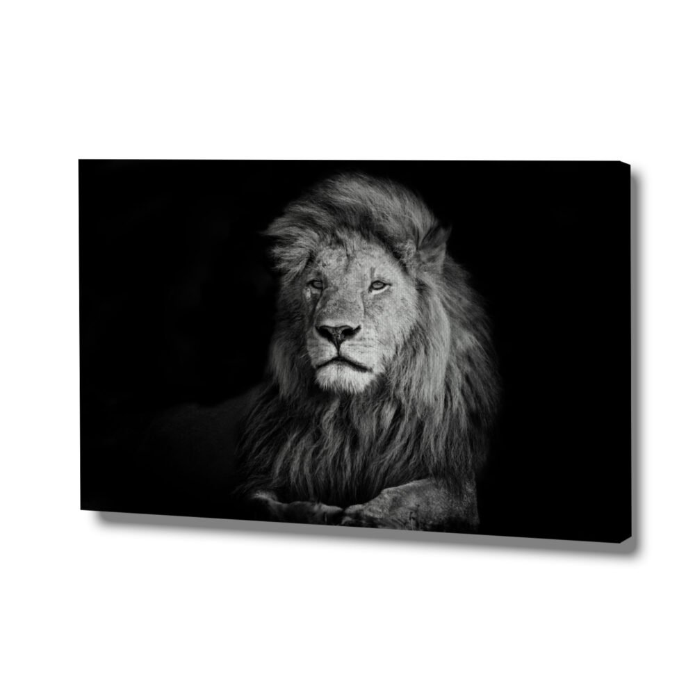 canvas of Kenyan savannah lion in black and white