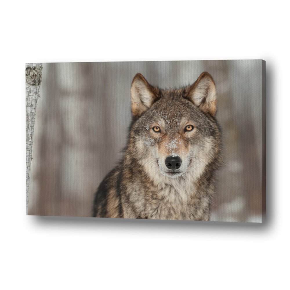 wolf in captivity on canvas