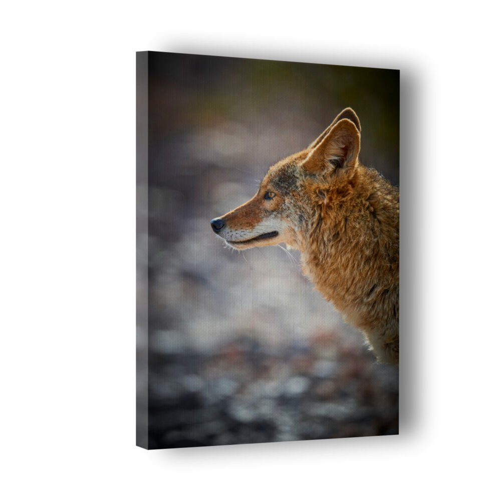 Coyote from Death Valley on wall