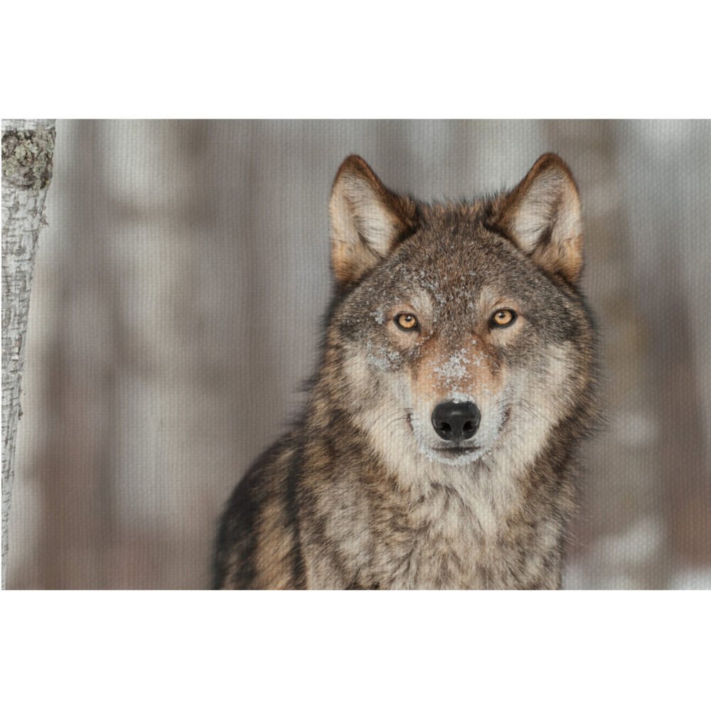 wolf in captivity