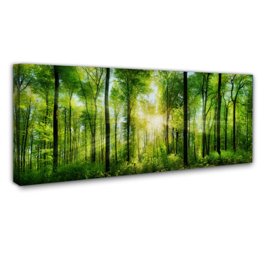 Panorama of a forest with a sunray