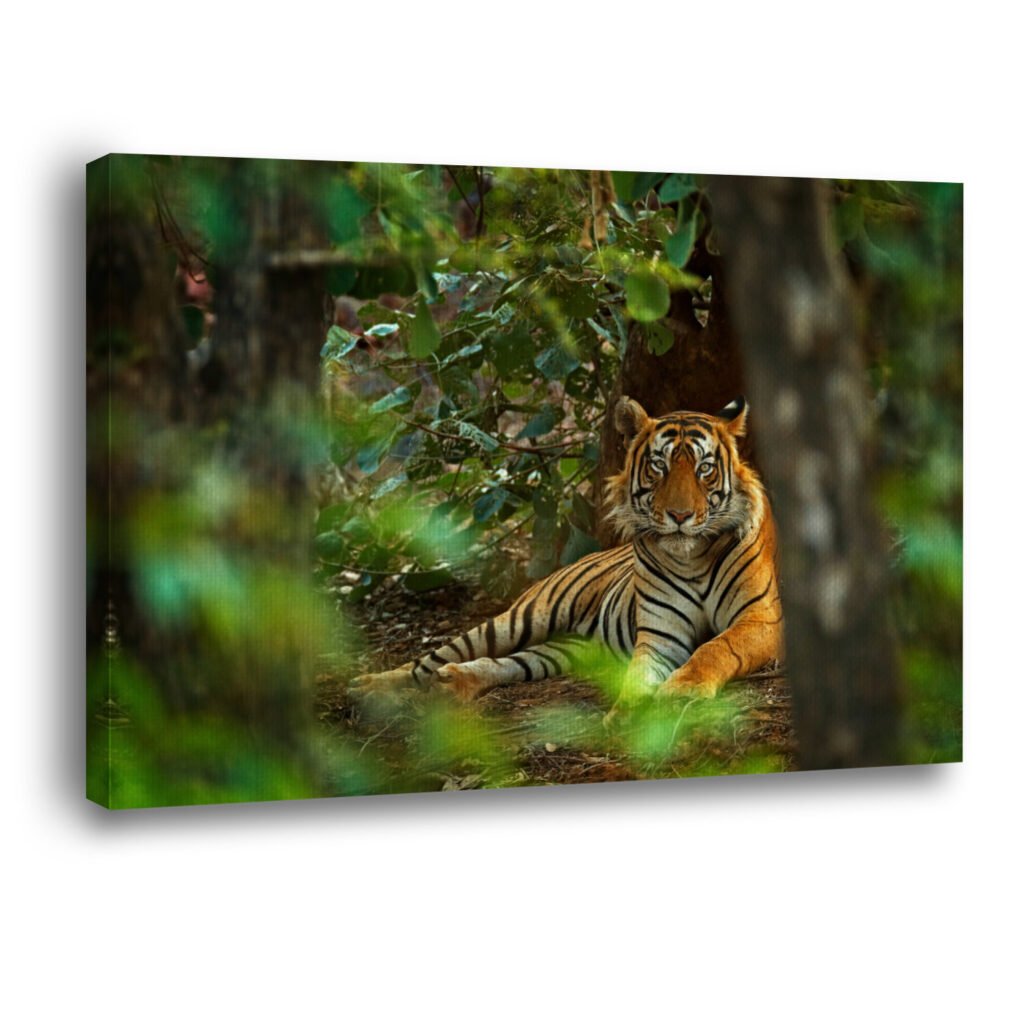 picture of an indian tiger